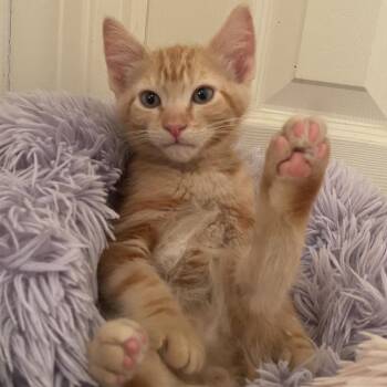 McNaughty -  American Shorthair Cat for Adoption in Spring Hill, Kansas - McNaughty | PetCurious