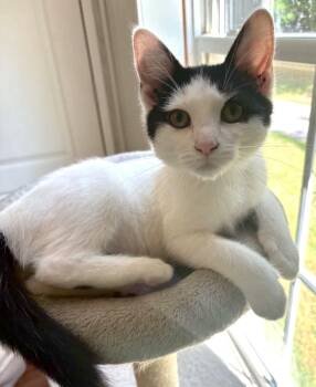 Koi -  Domestic Short Hair Cat for Adoption in Ona, West Virginia - Koi | PetCurious