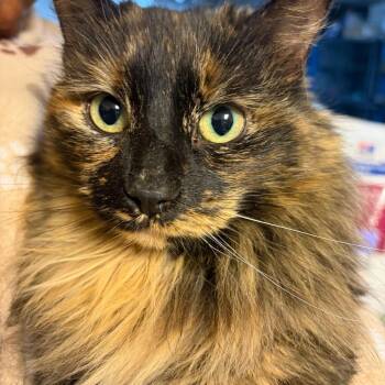 Maine Coon and Domestic Long Hair Cats Available for Adoption - Purrsephone | PetCurious