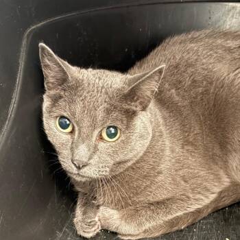 Ginger -  Domestic Short Hair Cat for Adoption in Taos, New Mexico - Ginger | PetCurious