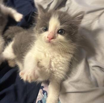 Barb -  Domestic Short Hair Cat for Adoption in Washington, Michigan - Barb | PetCurious