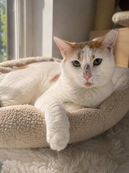 Domestic Short Hair Cats Available for Adoption in Chattanooga, Tennessee - Creamsicle | PetCurious