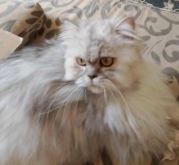 Rescue Himalayan Cats for Adoption in Brampton, Ontario - Greyson | PetCurious