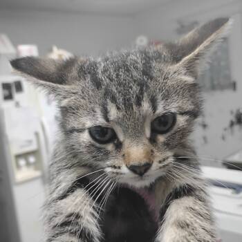 Rescue Domestic Short Hair Cats for Adoption in Summerville, South Carolina - Liana | PetCurious