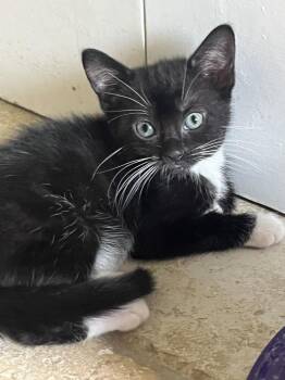 American Shorthair Cats Available for Adoption in Tampa, Florida - Lola | PetCurious
