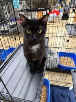 Raven -  Domestic Short Hair Cat for Adoption in Cowlesville, New York - Raven | PetCurious