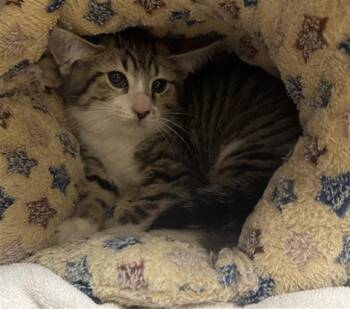 YANG -  Domestic Short Hair Cat for Adoption in Aliquippa, Pennsylvania - YANG | PetCurious
