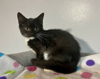 Rescue Domestic Short Hair Cats for Adoption in St. Peters, Missouri - Elsie | PetCurious