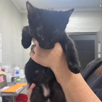 Advantage -  Domestic Short Hair Cat for Adoption in Clanton, Alabama - Advantage | PetCurious