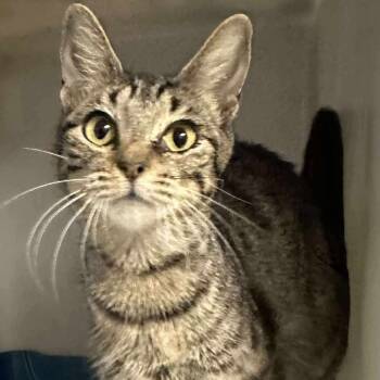 Rescue Domestic Short Hair Cats for Adoption in Washington, District Of Columbia - (16742) | PetCurious