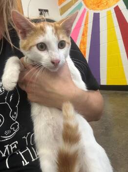 Odin -  Domestic Short Hair Cat for Adoption in Thousand Oaks, California - Odin | PetCurious