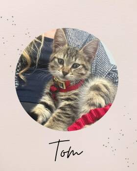 Rescue Domestic Medium Hair Cats for Adoption in Coquitlam, British Columbia - TOM | PetCurious