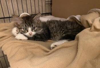Slade -  Domestic Long Hair Cat for Adoption in Duxbury, Massachusetts - Slade | PetCurious