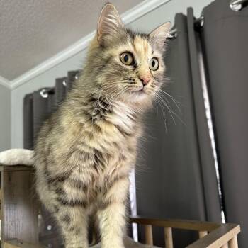 Salted Caramel -  Domestic Medium Hair Cat Available for Adoption in Inman, South Carolina - Salted Caramel | PetCurious