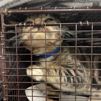 Domestic Short Hair Cats Available for Adoption in Matteson, Illinois - Sphinx Stephan | PetCurious