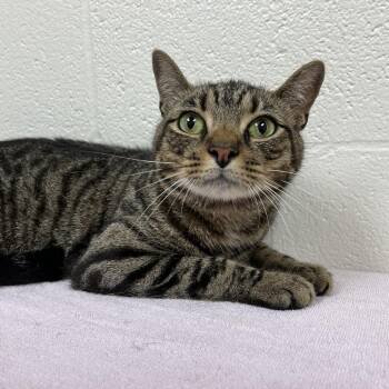 Uzi -  Domestic Short Hair Cat for Adoption in Lyndhurst, Virginia - Uzi | PetCurious