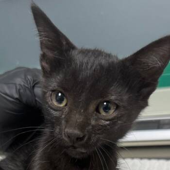Drogon -  Domestic Short Hair Cat for Adoption in Lakewood, Colorado - Drogon | PetCurious