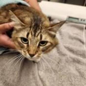 Domestic Short Hair Cats Available for Adoption in Dallas, Texas - LILAH | PetCurious