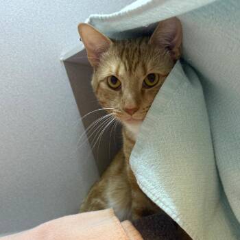 Asteroid -  Domestic Short Hair Cat for Adoption in Pittsburgh, Pennsylvania - Asteroid | PetCurious