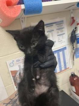 93386a Charlie Parker -  Domestic Short Hair Cat for Adoption in North Charleston, South Carolina - 93386a Charlie Parker | PetCurious