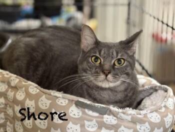 Domestic Short Hair Cats Available for Adoption in Pawleys Island, South Carolina - Shore | PetCurious