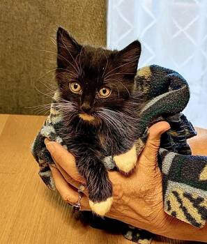 Boots -  Domestic Short Hair Cat Available for Adoption in Green Valley, Arizona - Boots | PetCurious