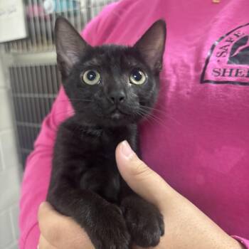 Galileo 29831 -  Domestic Short Hair Cat for Adoption in Middleburg, Florida - Galileo 29831 | PetCurious