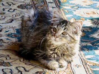 Strudel (Bonded with Kiernan) -  Domestic Long Hair Cat for Adoption in San Francisco, California - Strudel (Bonded With Kiernan) | PetCurious