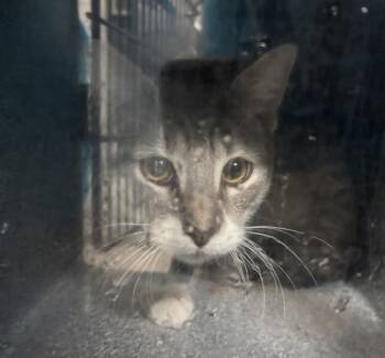 Rescue Domestic Short Hair Cats for Adoption in New York, New York - Mr. Bus Driver | PetCurious