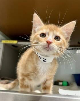 LUKE -  Domestic Short Hair Cat Available for Adoption in San Francisco, California - LUKE | PetCurious