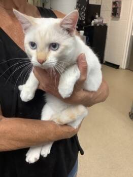 Rescue Domestic Short Hair Cats for Adoption in Fort Worth, Texas - White Dragon (14) | PetCurious