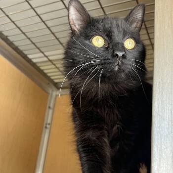 Domestic Medium Hair Cats Available for Adoption - Snoop | PetCurious
