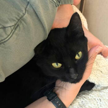 Rescue Domestic Short Hair Cats for Adoption - Velcro Van Dyke | PetCurious