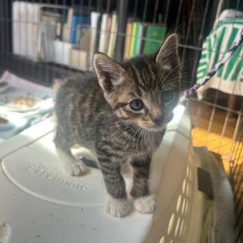 Domestic Medium Hair Cats Available for Adoption in San Pablo, California - Riddler | PetCurious