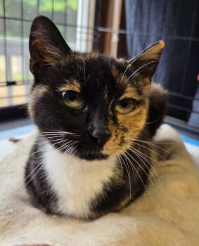 Domestic Short Hair Cats Available for Adoption in Mansfield, Connecticut - Andi | PetCurious