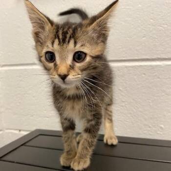 Tarintino -  Domestic Short Hair Cat Available for Adoption in Dayton, Ohio - Tarintino | PetCurious