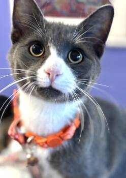 Rescue Domestic Short Hair Cats for Adoption in Mendham Township, New Jersey - Mittens - Super Sweet Kitten In Foster Care | PetCurious