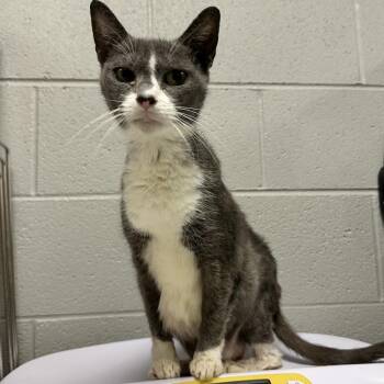 Domestic Short Hair Cats Available for Adoption in Galax, Virginia - Poppy | PetCurious