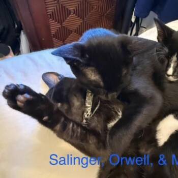 Rescue Domestic Short Hair Cats for Adoption in Cincinnati, Ohio - Salinger | PetCurious