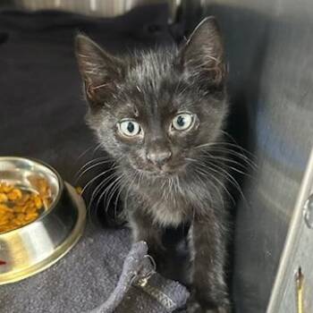 Domestic Short Hair Cats Available for Adoption in Knoxville, Tennessee - Zinc | PetCurious