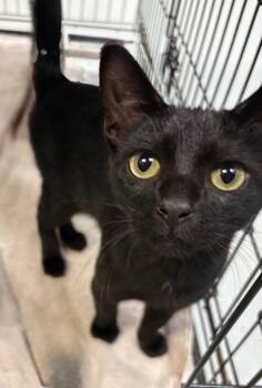 Ashton -  Domestic Short Hair Cat for Adoption in Little Rock, Arkansas - Ashton | PetCurious
