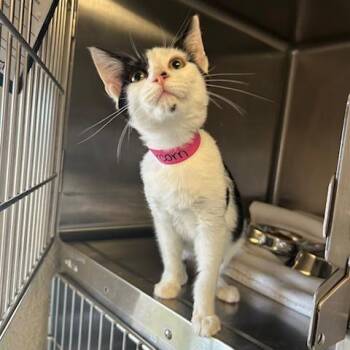 Peppercorn -  Domestic Short Hair Cat for Adoption in Knoxville, Tennessee - Peppercorn | PetCurious