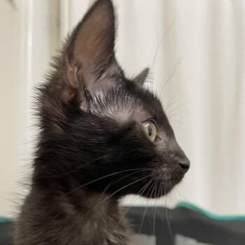 Spring -  Domestic Short Hair Cat for Adoption in Gainesville, Florida - Spring | PetCurious