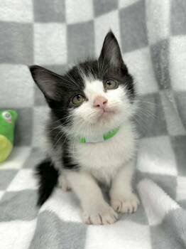 Marx -  Tuxedo Cat Available for Adoption in Tavares, Florida - Marx | PetCurious
