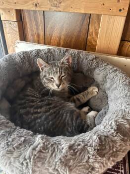 Domestic Short Hair Cats Available for Adoption - Smash | PetCurious