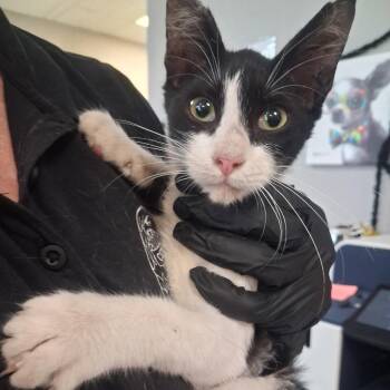 Anchovy -  Domestic Short Hair Cat for Adoption in Lufkin, Texas - Anchovy | PetCurious