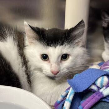 Skittles -  Domestic Short Hair Cat for Adoption in Walnut Creek, California - Skittles | PetCurious