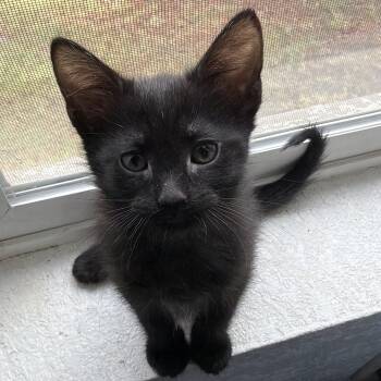 Domestic Short Hair Cats Available for Adoption in Morrison, Colorado - Cinder Groth | PetCurious