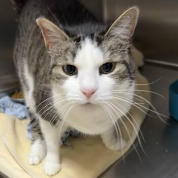 Poppy -  Domestic Short Hair Cat for Adoption in Naperville, Illinois - Poppy | PetCurious