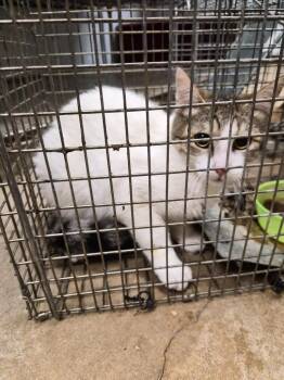 Domestic Short Hair Cats Available for Adoption in New Braunfels, Texas - Gillespie Feral 7 | PetCurious
